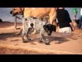 Blue Heeler-Lab Puppy Climbs the Stairs | The Daily Puppy