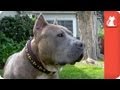 Pit Bull Victim of Dog Fighting Abuse Heals - Tails of Survival