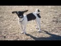 Puppy With Big Ears Plays at the Park | The Daily Puppy