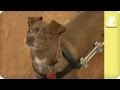 Chihuahua named Beatrice gets around in wheelchair - Unadoptables