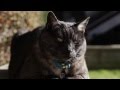 Behind the Scenes | Warm &amp; Fuzzy: My Cat Story