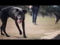 Lab Mix Plays Chase With Friends | The Daily Puppy