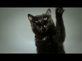 Duality | Slow Motion Cats Phantom Camera Series