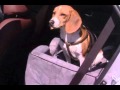 Booster Car Seat for Dogs - Free Shipping at PetMeds