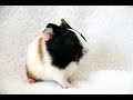 GUINEA PIGS - Respiratory problems