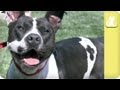 Sweet Pitbull needing Forever Home - Unadoptables