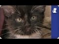 Kittens get ready to say goodbye - The Litter Episode 23 with Khloe Kardashian Odom
