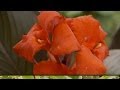 Storing Cannas and Bulb Flowers in Winter