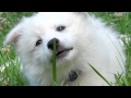 Eskimo Dogs | The Daily Puppy