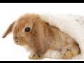 RABBITS - Clean pets