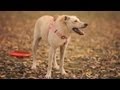 Basenji Mix Plays on a Winter Day | The Daily Puppy