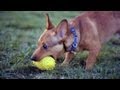 Corgi-Pinscher Rules at Fetch | The Daily Puppy