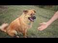 Chow-Collie Mix Explores by the River | The Daily Puppy