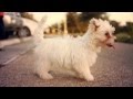 Maltese Watches Some Geese  | The Daily Puppy