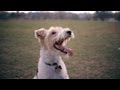 Wire Fox Terrier Fetches the Toy | The Daily Puppy