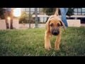 Rhodesian Ridgeback Leads the Way | The Daily Puppy