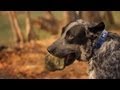 Blue Heeler Dives for Rocks | The Daily Puppy