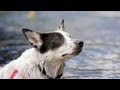 Border Collie Mix Makes a Splash | The Daily Puppy