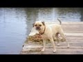 Puggle Can&#039;t Find His Boat | The Daily Puppy