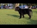 Boxer-Lab Mix Plays Tug-of-War | The Daily Puppy