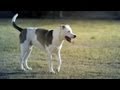 Husky-Boxer-Pit Mix Chases His Friends | The Daily Puppy