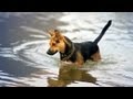 German Shepherd-Terrier Mix Takes the Plunge | The Daily Puppy