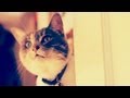 Sam and Jennifer | Warm &amp; Fuzzy: My Cat Story