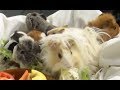 GUINEA PIGS - Genetic selection