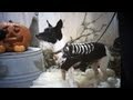 Jack-Rat Terrier in a Skeleton Costume | The Daily Puppy