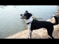Border Collie-Blue Heeler Mix Chases a Squirrel | The Daily Puppy