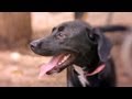 Black Lab Gets Friendly at the Dog Park  | The Daily Puppy