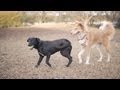 Puppy Lab Mix Plays to Win | The Daily Puppy