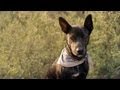 Bull Terrier Mix Runs the Trail | The Daily Puppy