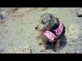 Poodle Mix Swims Safely | The Daily Puppy