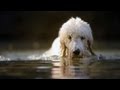 Goldendoodle Goes Fishing | The Daily Puppy