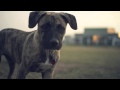 Brindle Boxer-Blue Heeler Mix Explores the Park  | The Daily Puppy