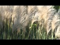 Easy Landscaping Ideas - Ornamental Grass
