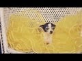 Teacup Chihuahua Tries a Puffy Yellow Skirt  | The Daily Puppy