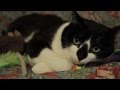 Mr. Henry and Leslie | Warm &amp; Fuzzy: My Cat Story