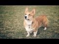 Corgi Family in the Park | The Daily Puppy