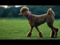 Poodle Style Queen | The Daily Puppy