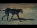 Great Dane Makes Friends at the Park | The Daily Puppy