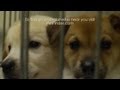 Animal Shelters Need Your Support