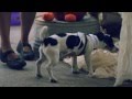 Jack Russell Terrier in a Cow Costume | The Daily Puppy