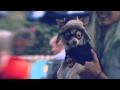 Chihuahua in a Hipster Boyfriend Costume | The Daily Puppy