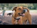 Lab-Pit Bull Mix Chases a Squirrel | The Daily Puppy