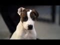 Pit Bull Mix Wants to Make Friends | The Daily Puppy