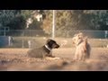 Australian Shepherd Mix Makes a Friend | The Daily Puppy
