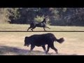 Black Lab and Border Collie Fetch the Ball | The Daily Puppy