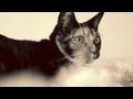 Junebug, Pablo, and Alyson | Warm &amp; Fuzzy: My Cat Story